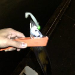 タチウオ爆釣！