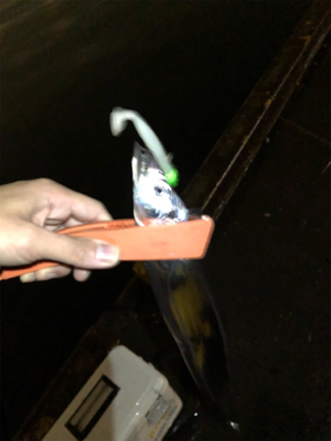 タチウオ爆釣！