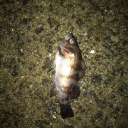 雨の中三角港周辺でライトゲーム