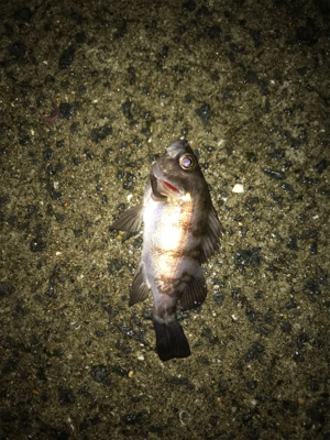 雨の中三角港周辺でライトゲーム