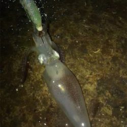 雨の降る寒い中でのヒイカ釣り