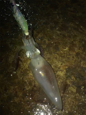 雨の降る寒い中でのヒイカ釣り