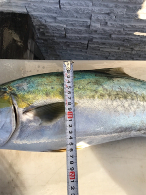 明石沖   ブリノマセ釣り