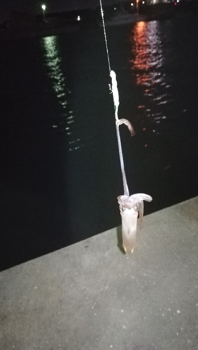 ナイトアジング