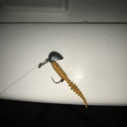 なんとか1匹( ´Д`)y━･~~