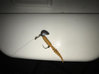 なんとか1匹( ´Д`)y━･~~