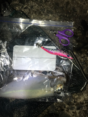 深夜２時間釣行