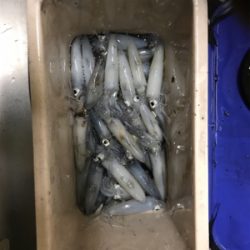 ヒイカ ライトエギング