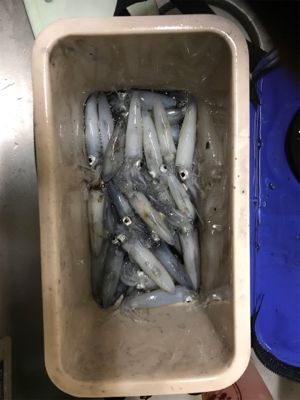 ヒイカ ライトエギング