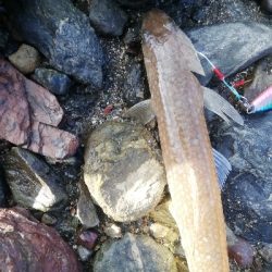 ショアジギング！