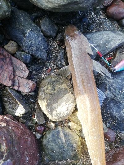 ショアジギング！