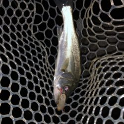 メバルプラッキングのはずが…