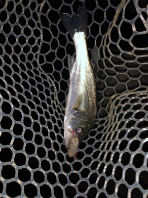 メバルプラッキングのはずが…