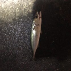 連日のタッチ〜チャレンジ