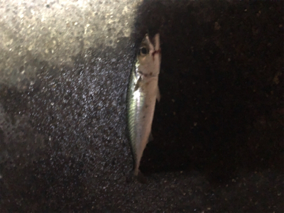 連日のタッチ〜チャレンジ