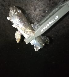 ナイトアジング