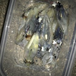 やっぱり渋いヒイカ釣り(＞＜)