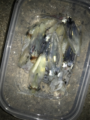 やっぱり渋いヒイカ釣り(＞＜)