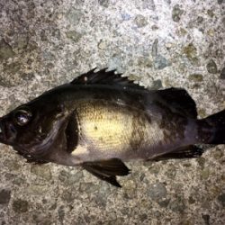 数釣りメバリング