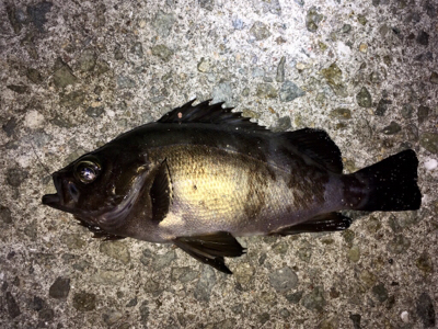 数釣りメバリング