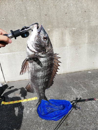 ヘチチヌ立て続けヒット