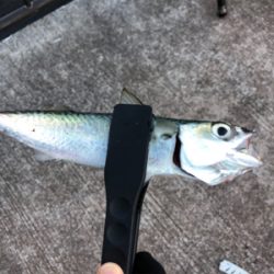 寒い寒い太刀魚