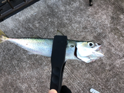 寒い寒い太刀魚