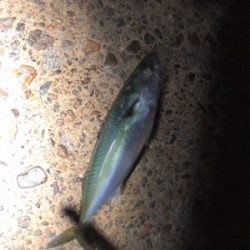 鱗付けがサバちゃんに…(´༎ຶོρ༎ຶོ`)