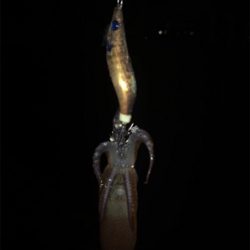 やっぱり渋いヒイカ釣り(＞＜)