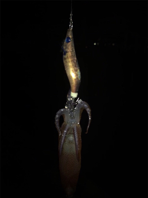 やっぱり渋いヒイカ釣り(＞＜)