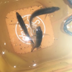 寒くなってもアジング