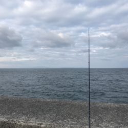 太刀魚、サゴシ