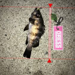 タチウオ終わり！メバル好調！