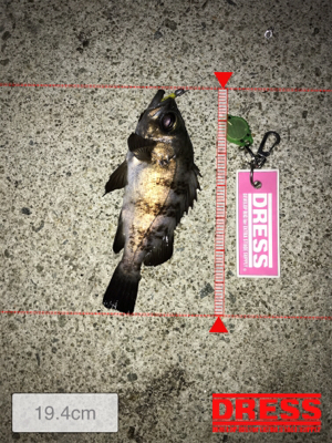 タチウオ終わり！メバル好調！