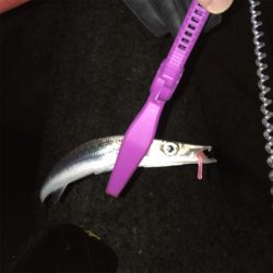 アジングなのに!!