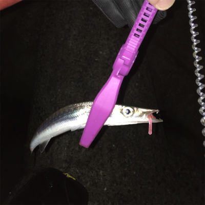 アジングなのに!!