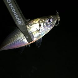 ナイトアジング