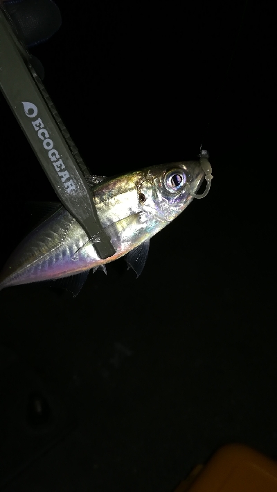 ナイトアジング