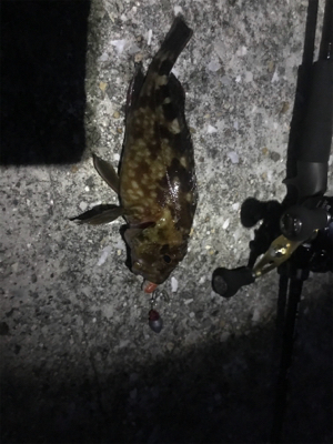 ハードロックフィッシュ練習2