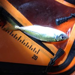 そろそろメバリング