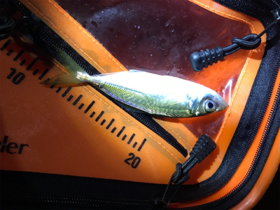 そろそろメバリング