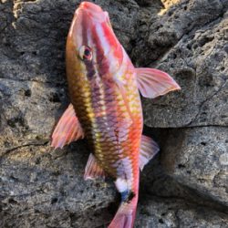 地磯でフカセ♪