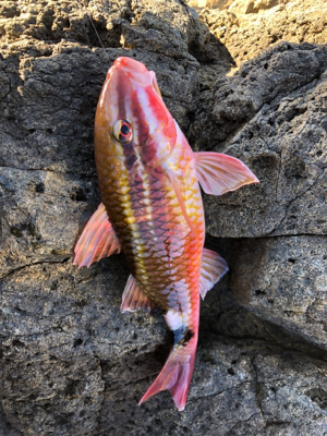 地磯でフカセ♪