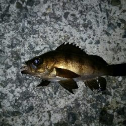 アジだらけ、時々メバル