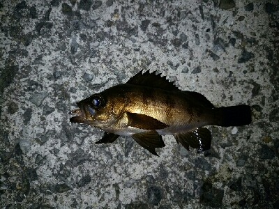 アジだらけ、時々メバル