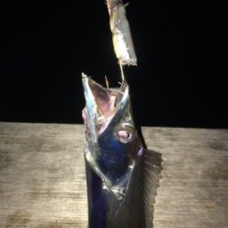 ドラゴン現れず