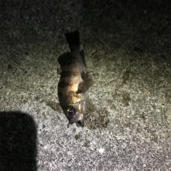 樋島メバリング