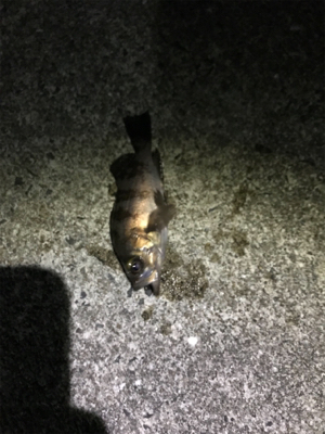 樋島メバリング