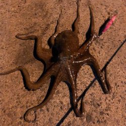 化け物出てもうた