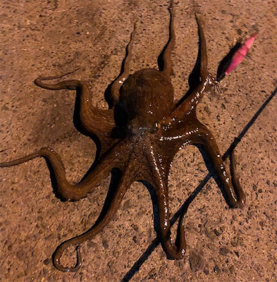 化け物出てもうた